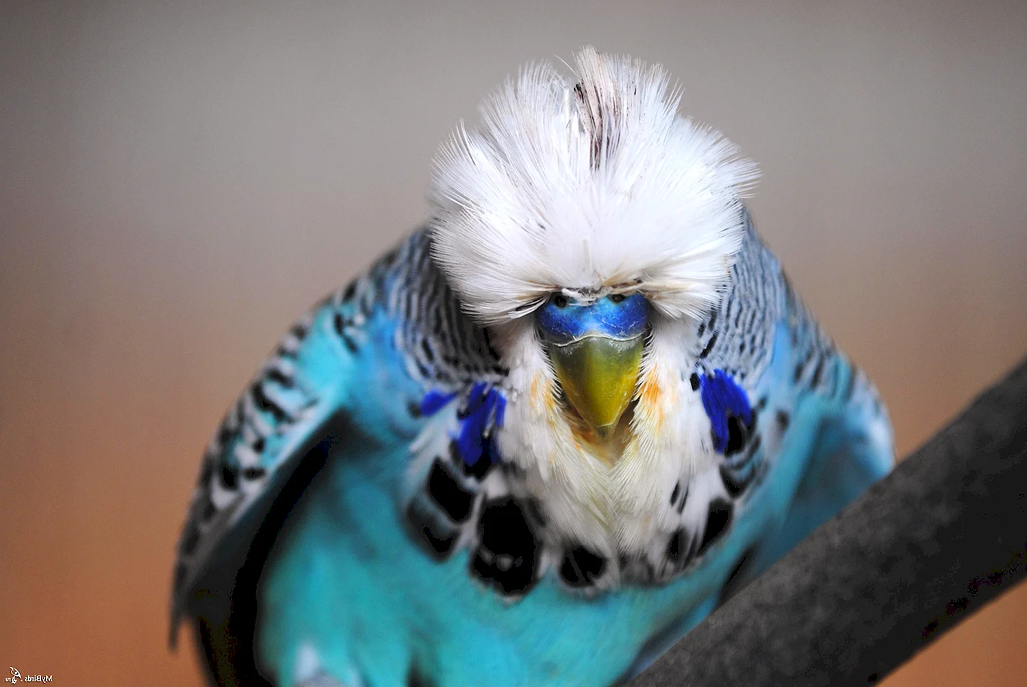 Волнистый попугай породы Чех