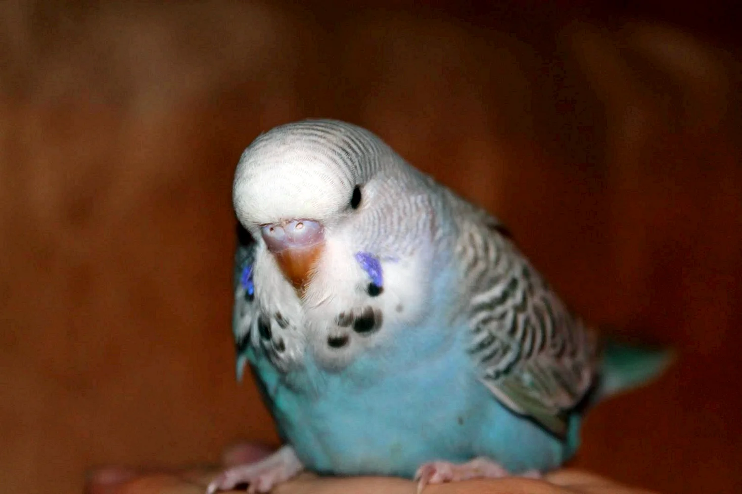Волнистый попугай породы Чех