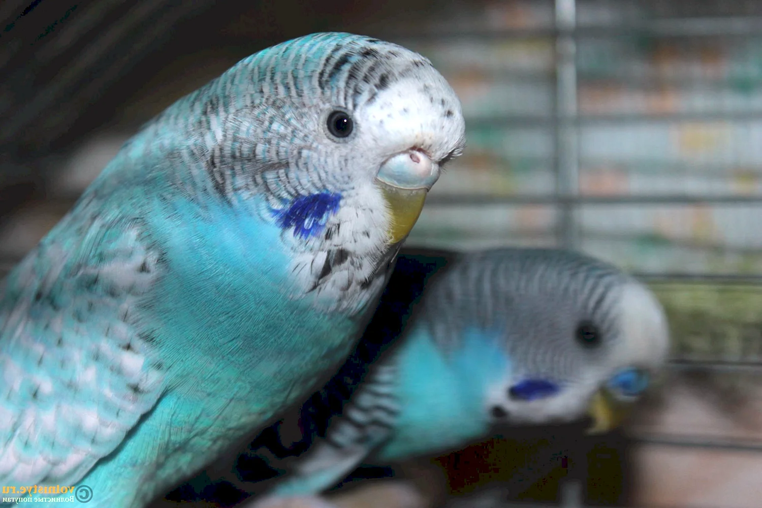 Волнистый попугай роговица голубая