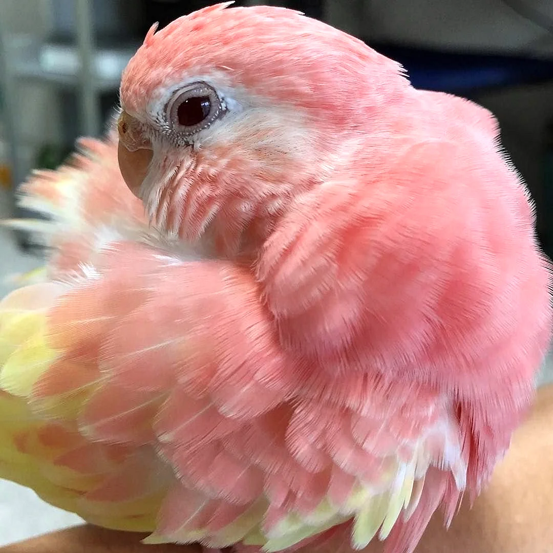Волнистый попугай розовый