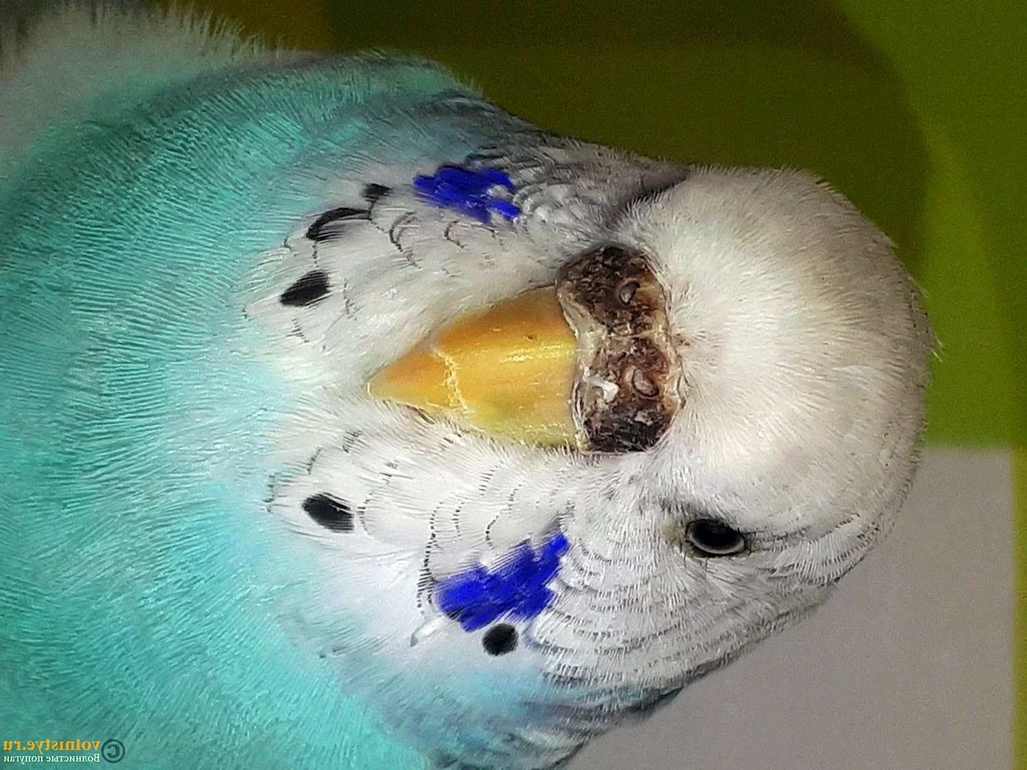 Волнистый попугай самец