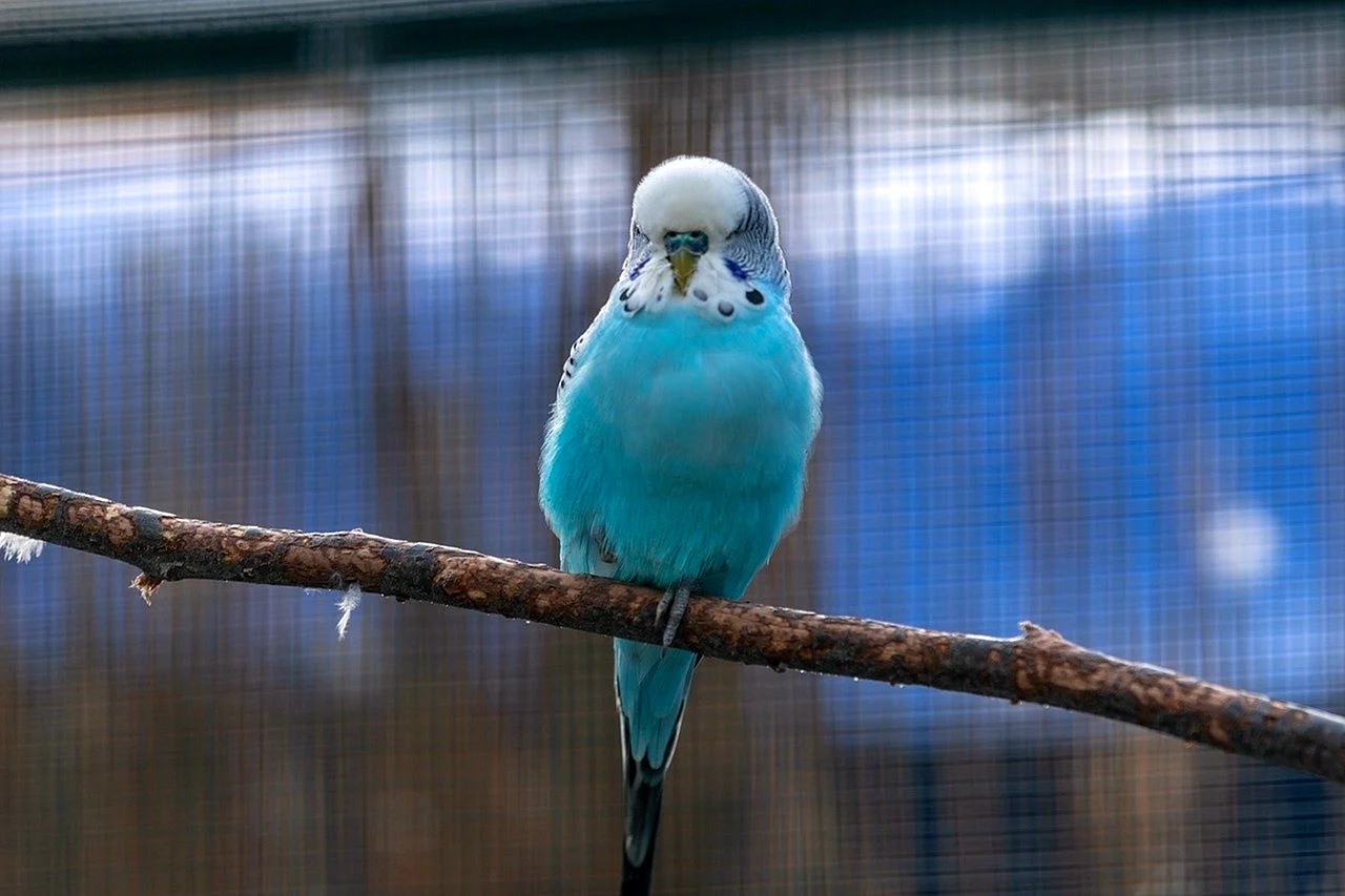 Волнистый попугай синий