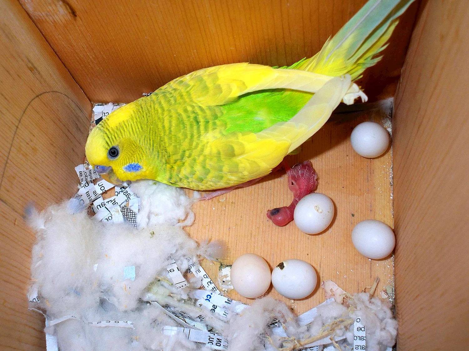 Волнистый попугай высиживает яйца