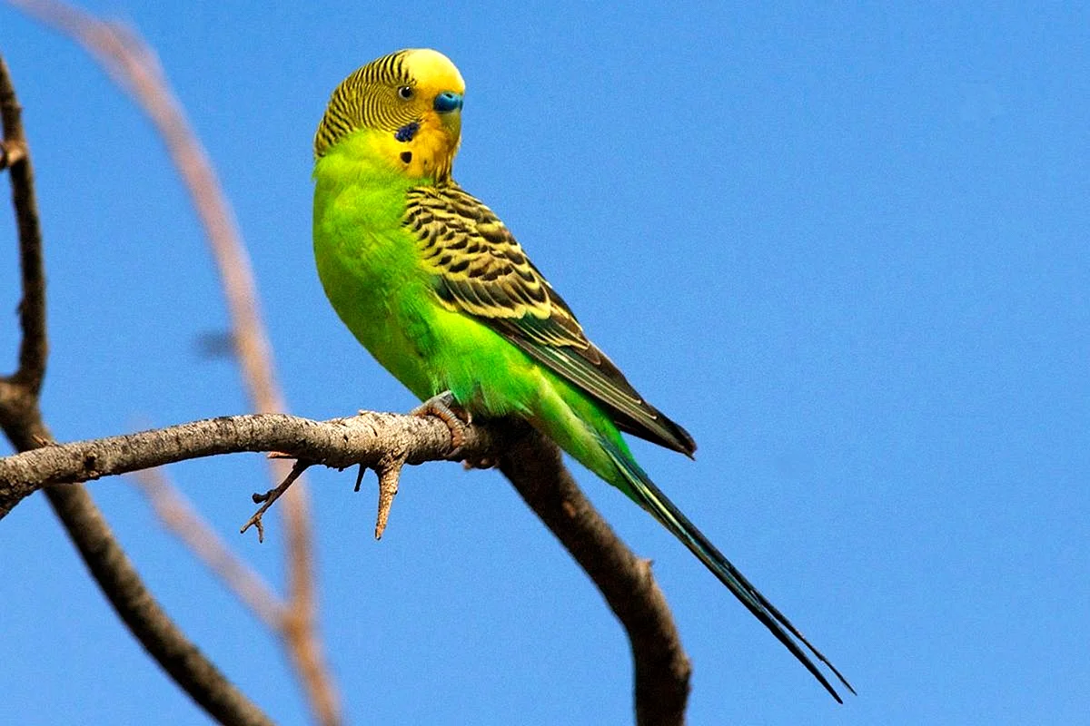 Волнистый попугай зеленый