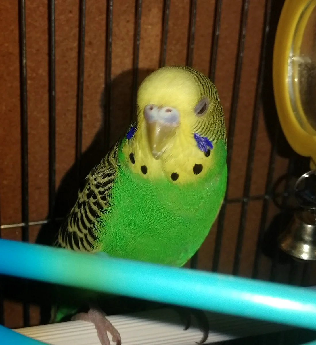 Волнистый попугай зеленый самка