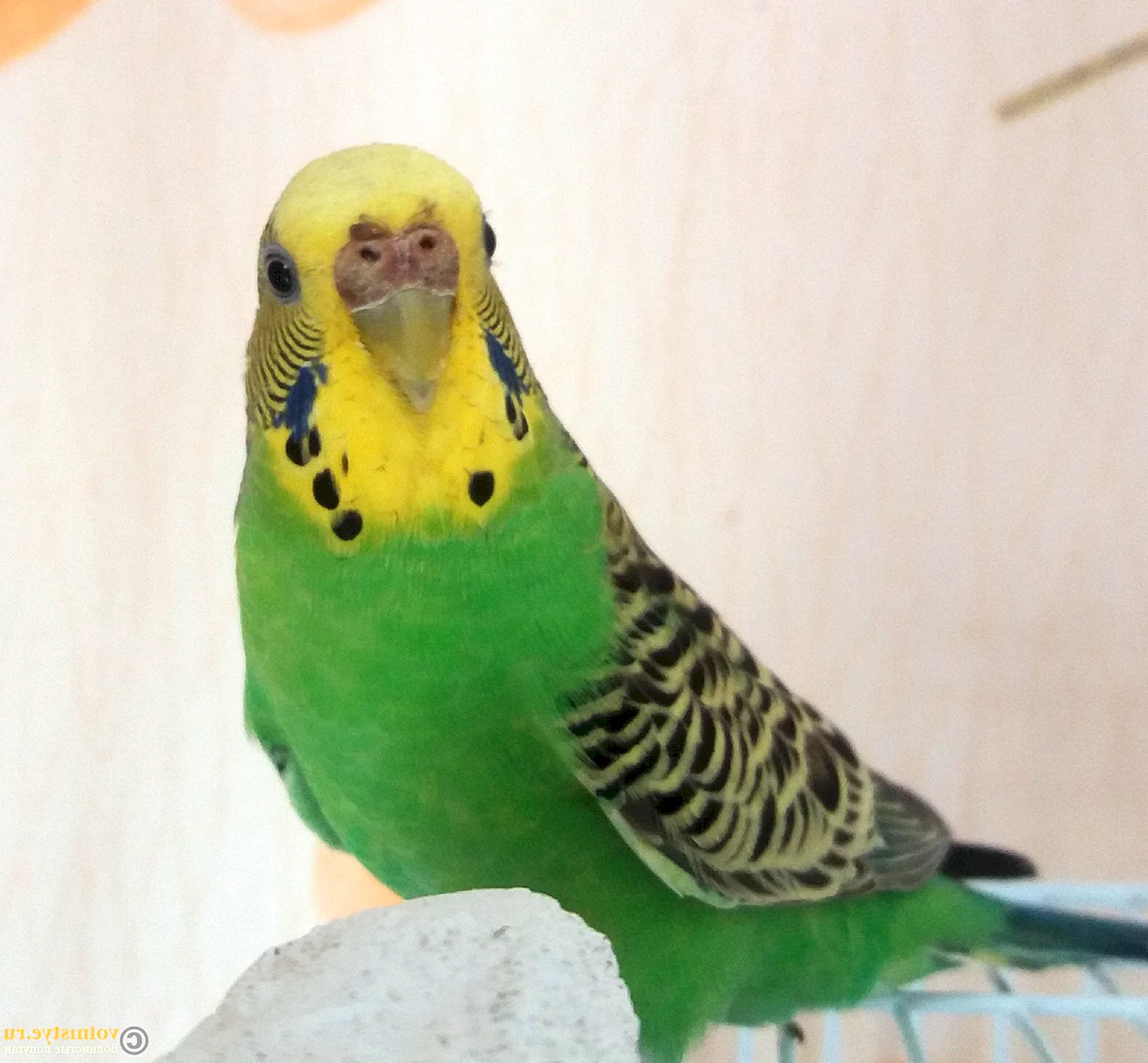 Волнистый попугай зеленый самка