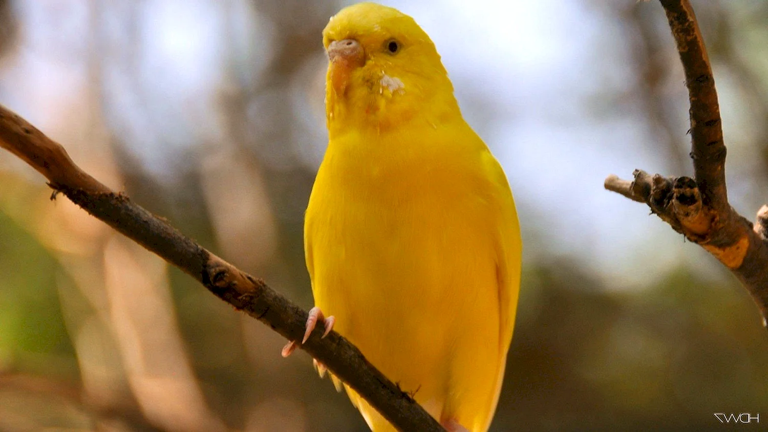 Волнистый попугай желтый