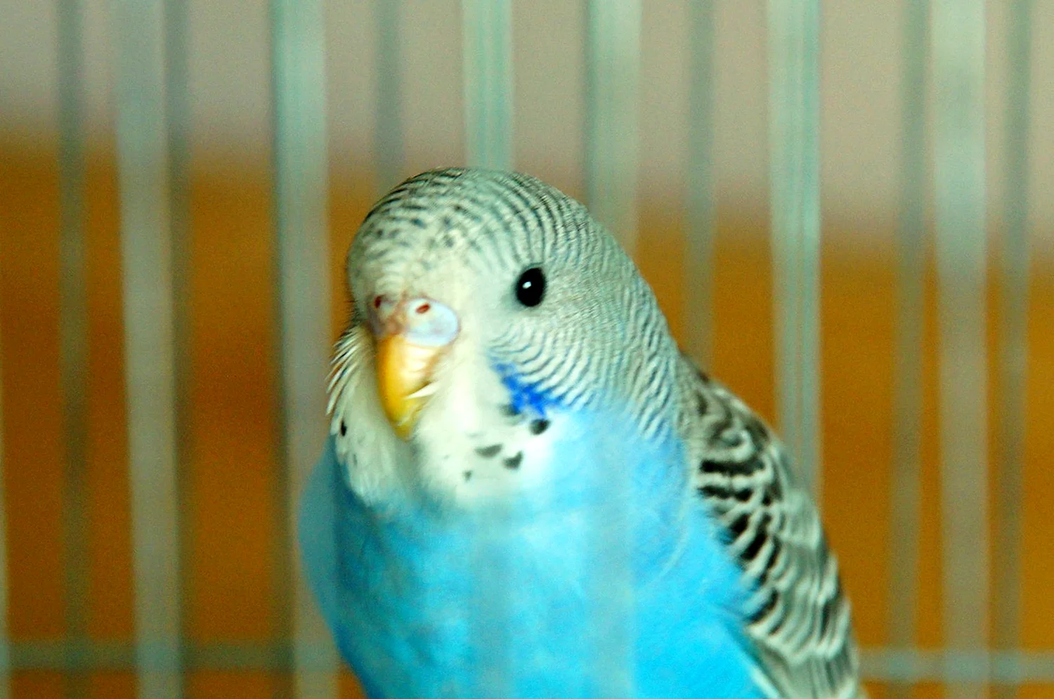 Волнистый попугайчик 1 год