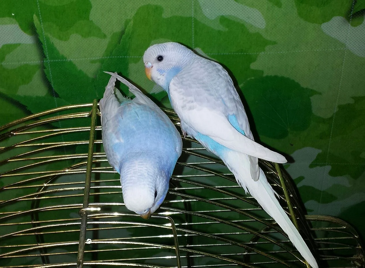Волнистый попугайчик белый с голубым