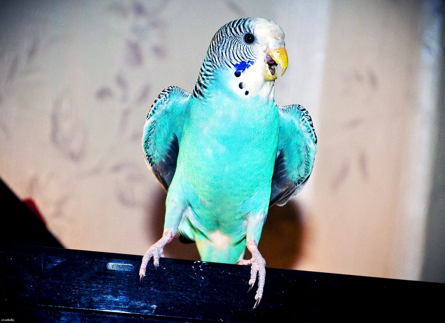 Волнистый попугайчик бирюзовый