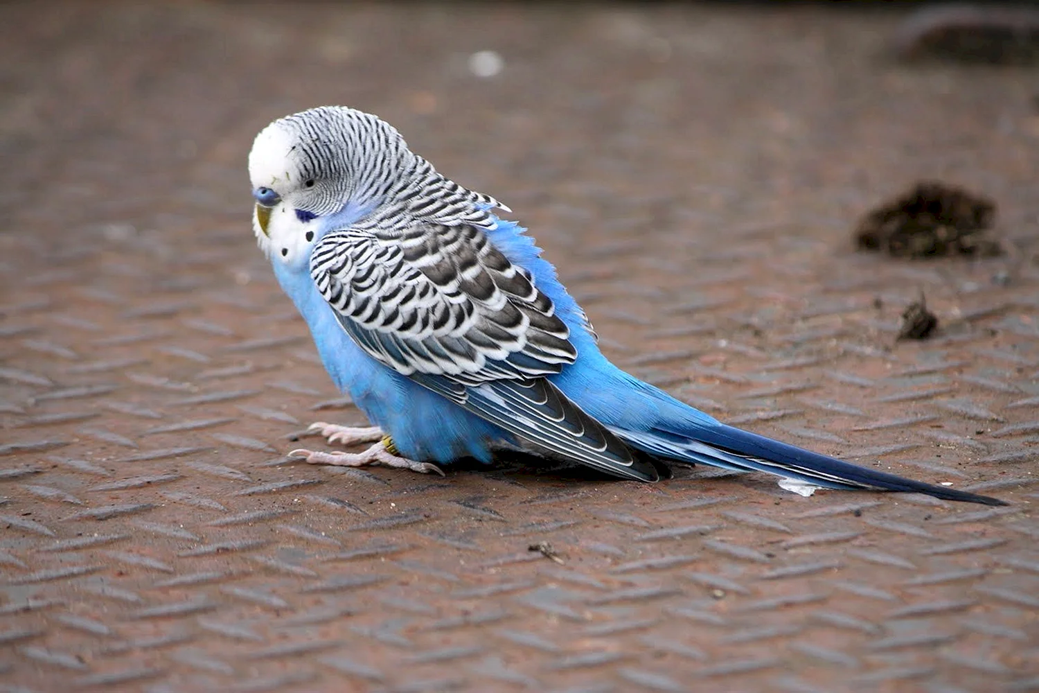 Волнистый попугайчик голубой