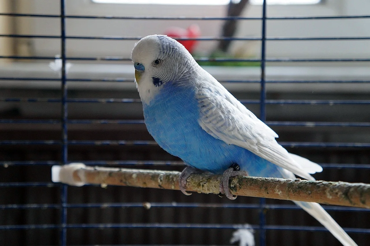 Волнистый попугайчик голубой