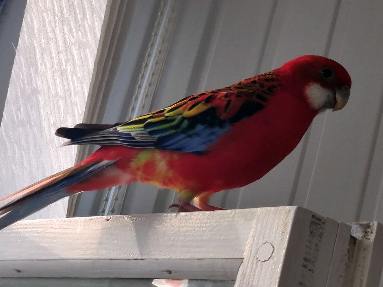 Красные волнистые попугаи (49 лучших фото)