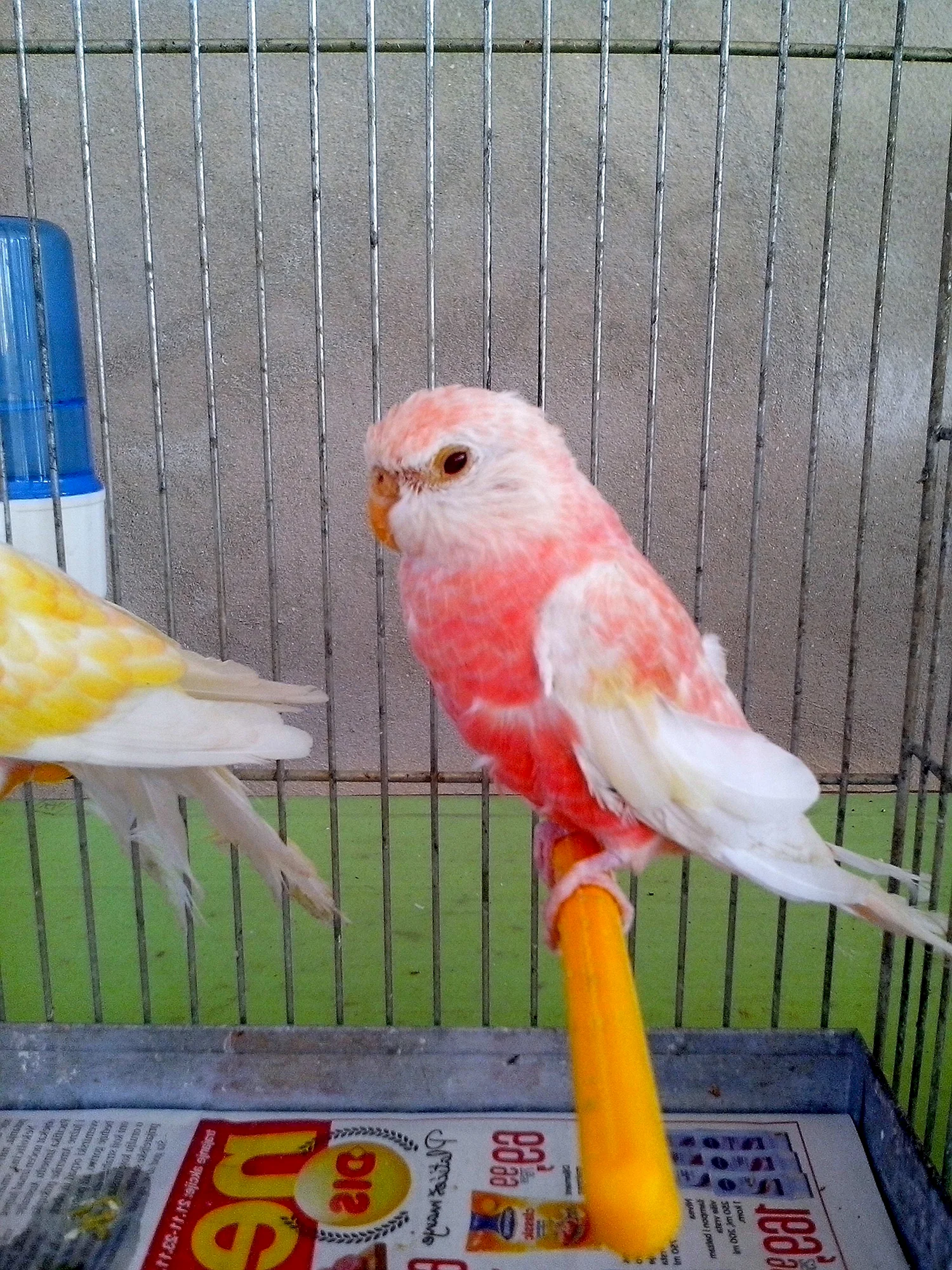 Волнистый попугайчик красный