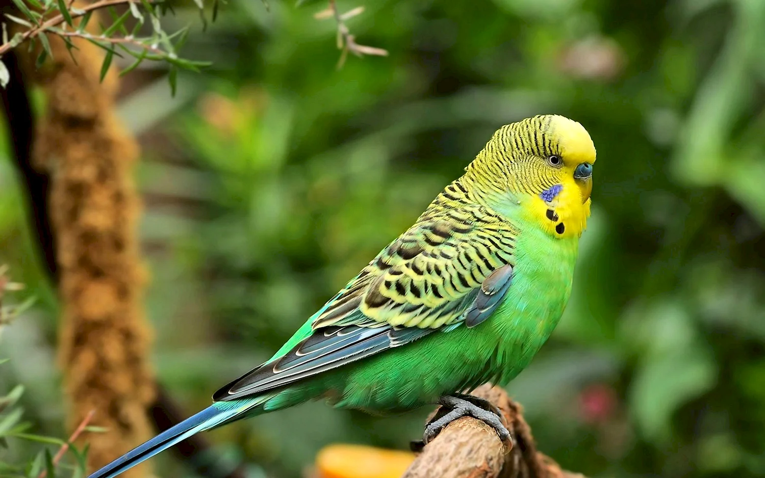 Волнистый попугайчик разноцветный