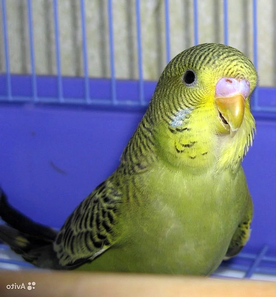 Волнистый попугайчик самец