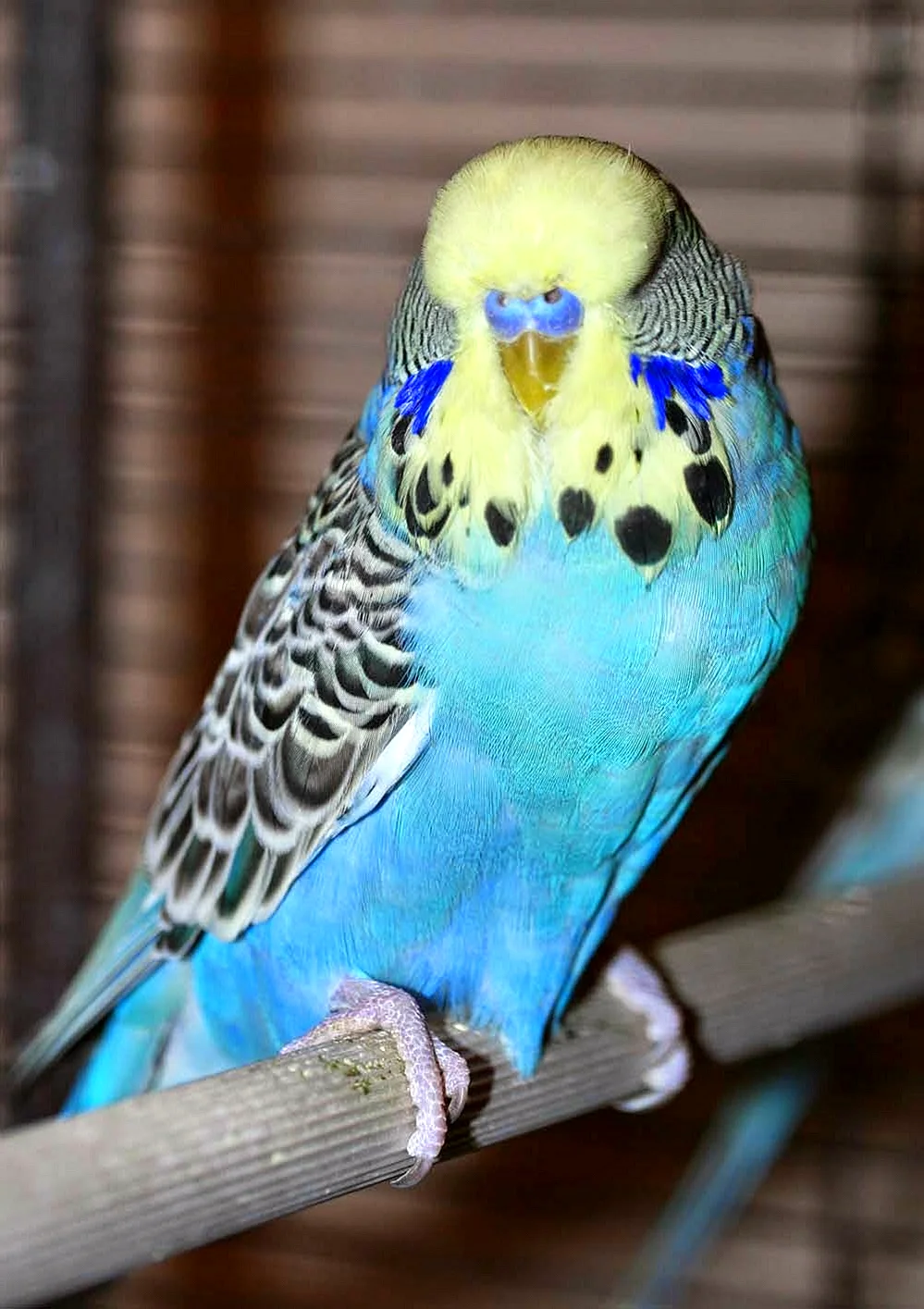 Волнистый попугайчик самец