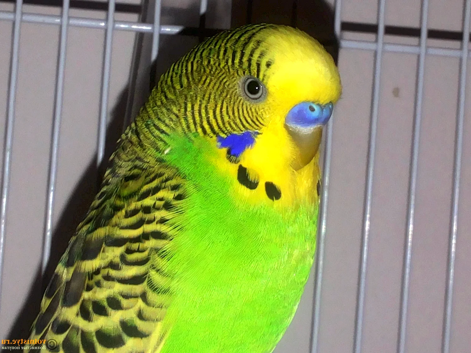 Волнистый попугайчик самка