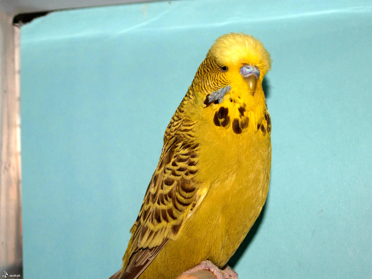 Волнистый попугайчик серо желтый