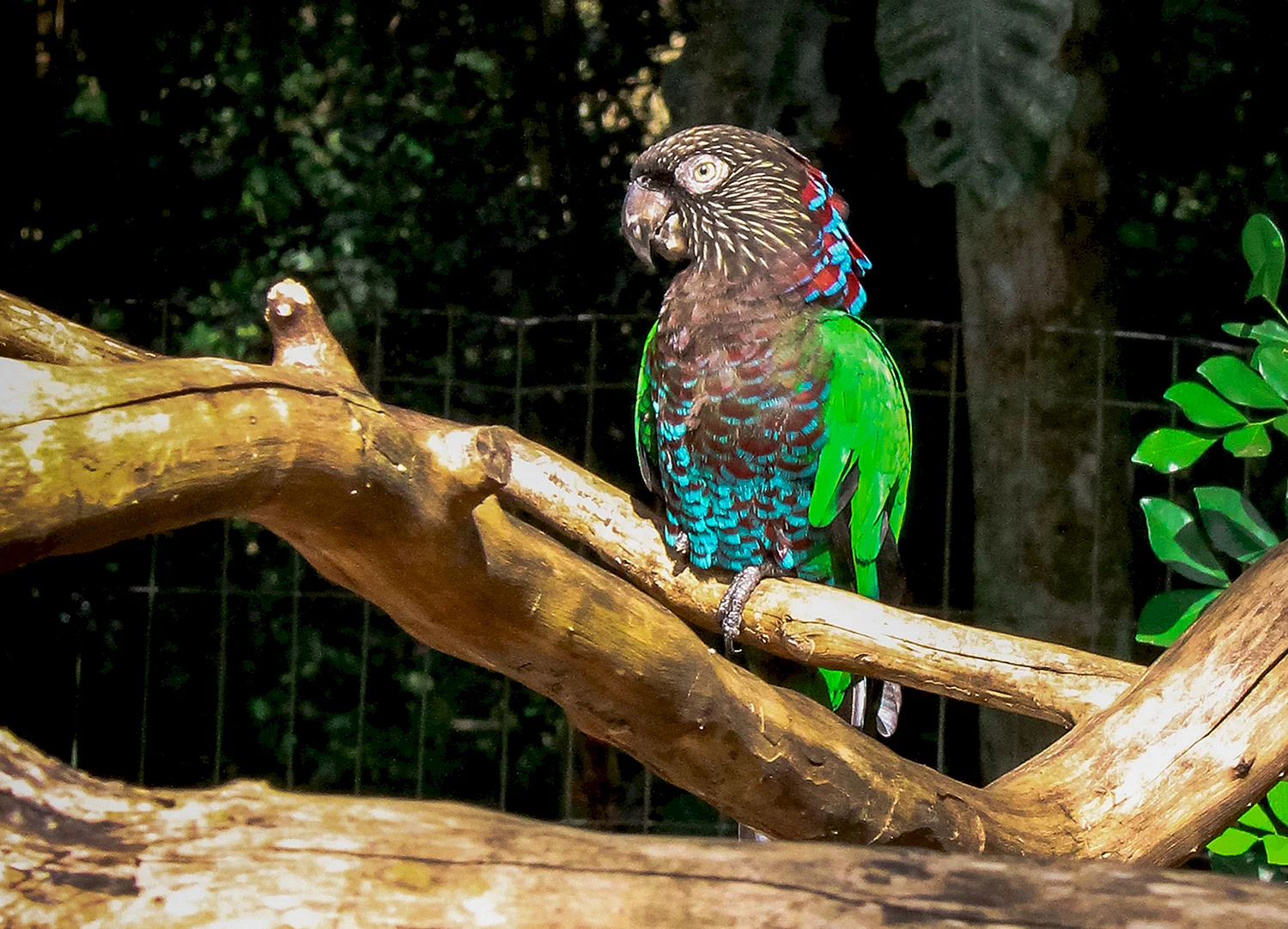 Волнистый попугайчик в Московском зоопарке