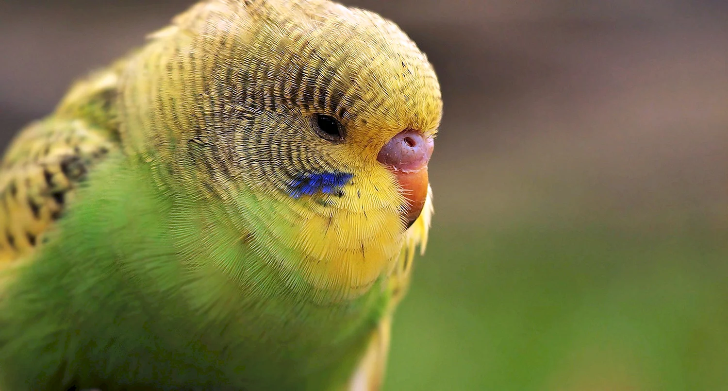 Волнистый попугайчик зеленый