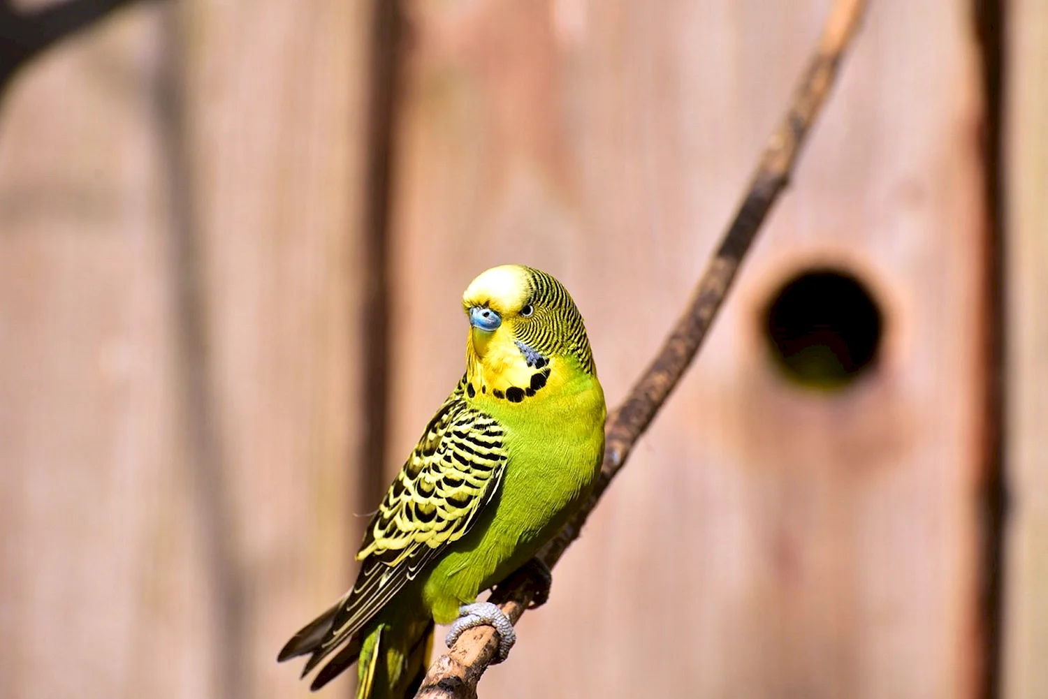 Волнистый попугайчик зеленый