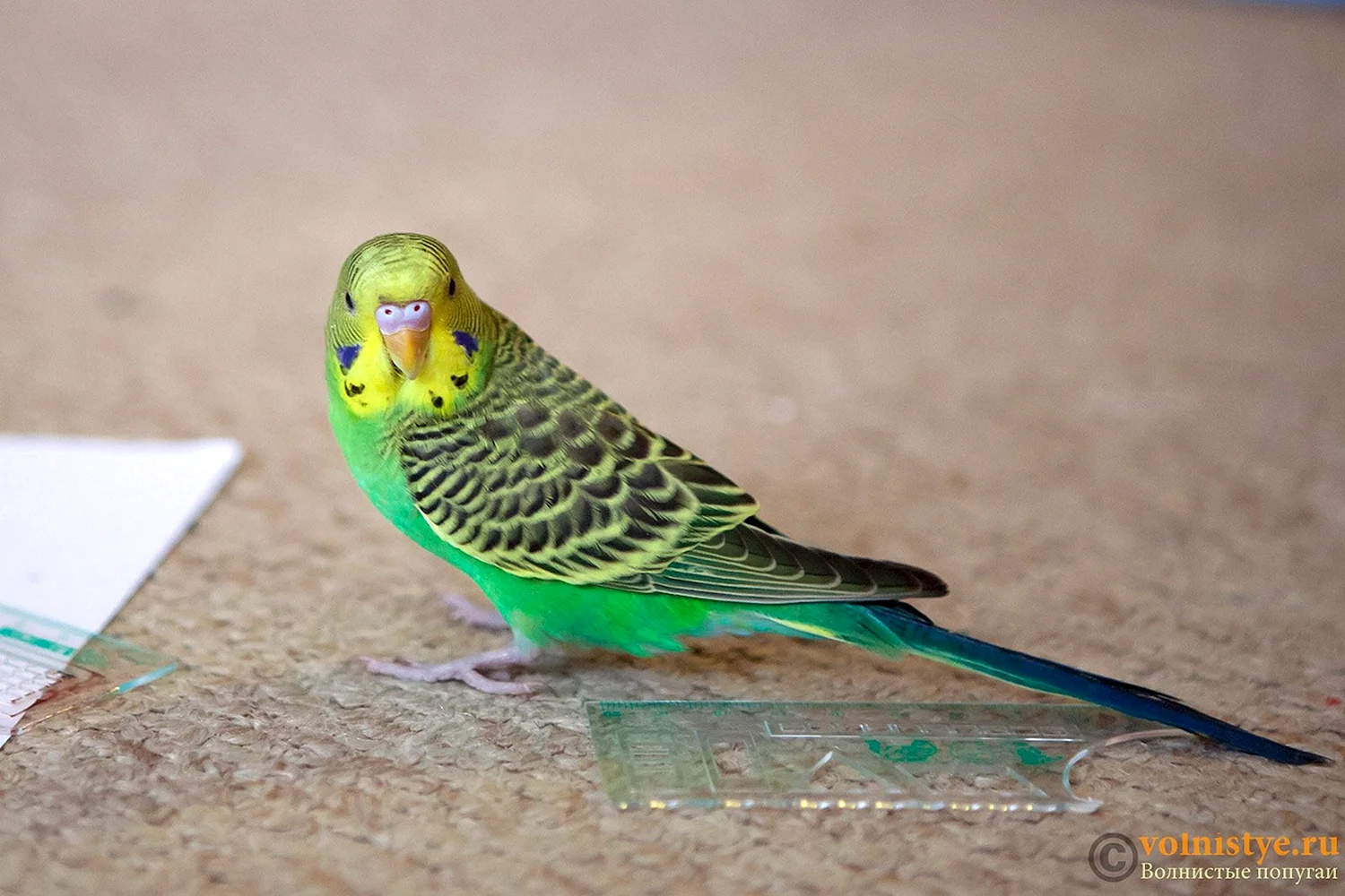 Волнистый попугайчик зеленый девочка