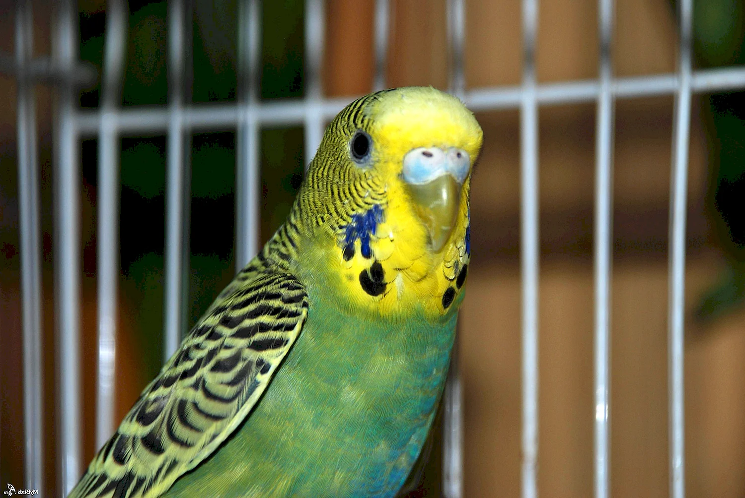 Волнистый попугайчик зеленый самец