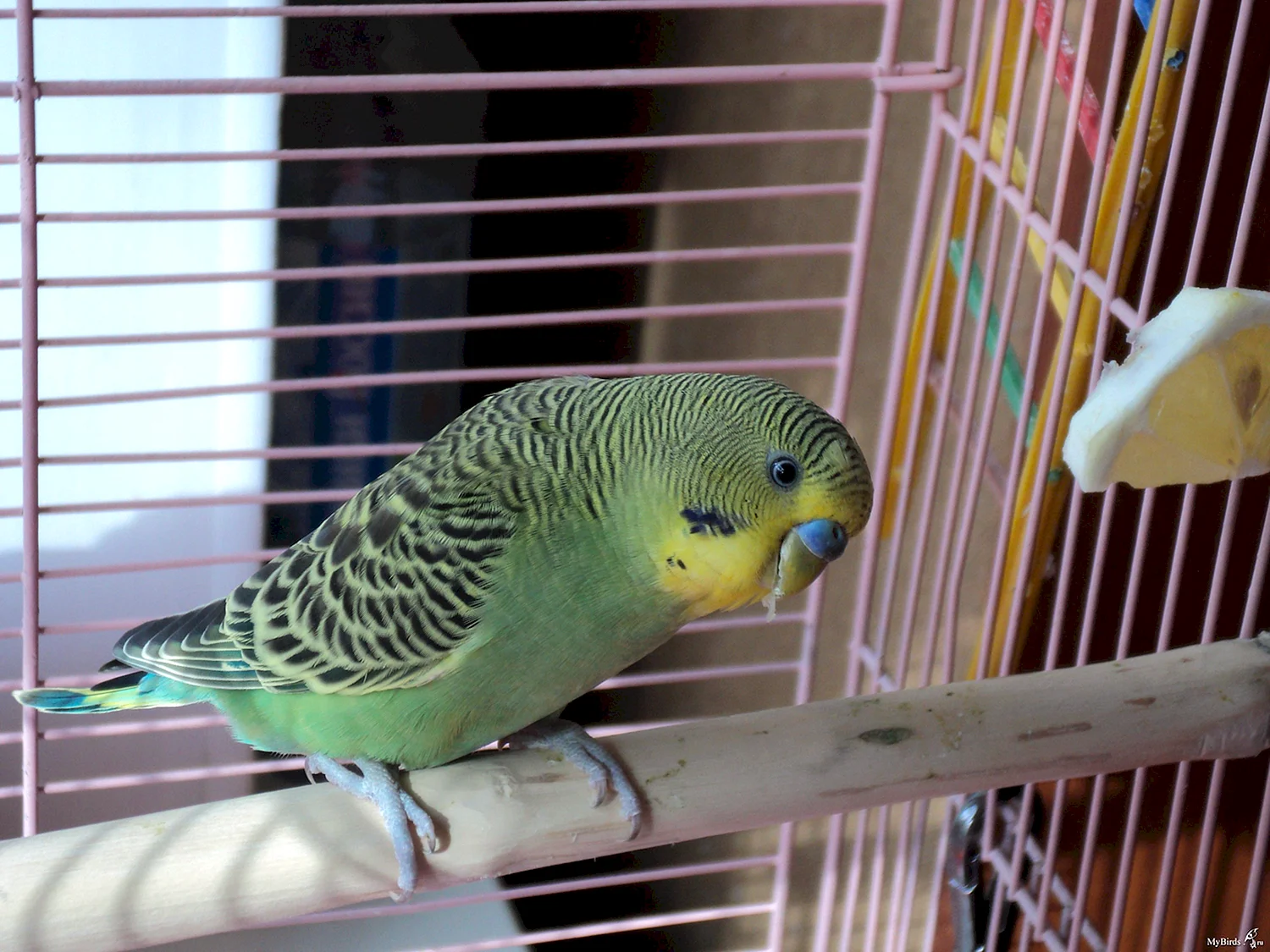 Волнистый попугайчик зеленый в клетке