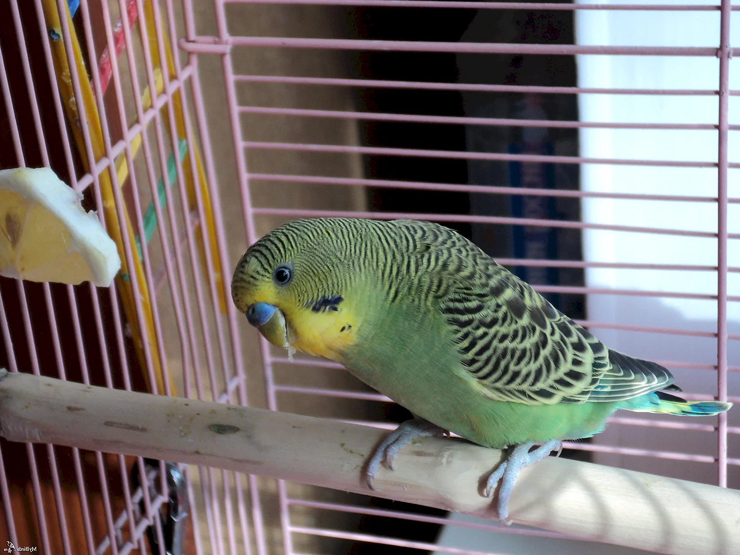 Волнистый попугайчик зеленый в клетке