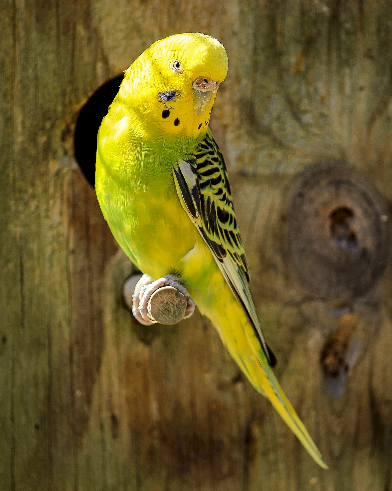 Волнистый попугайчик желтый