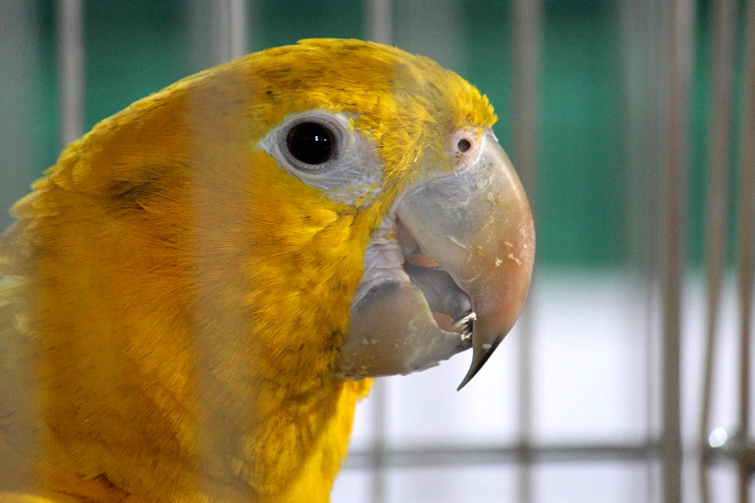 Волнистый попугайчик желтый в клетке
