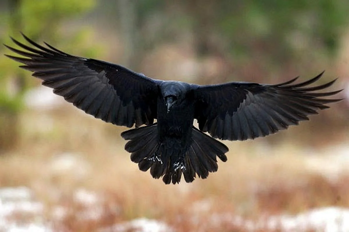 Ворон с расправленными крыльями