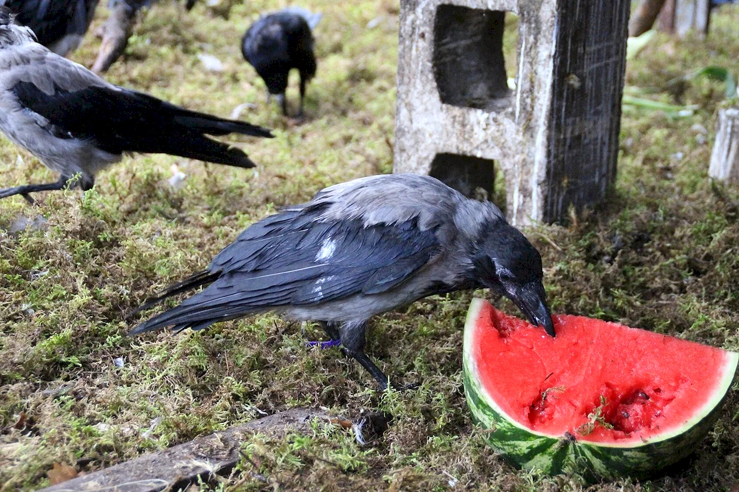 Ворона серая еда