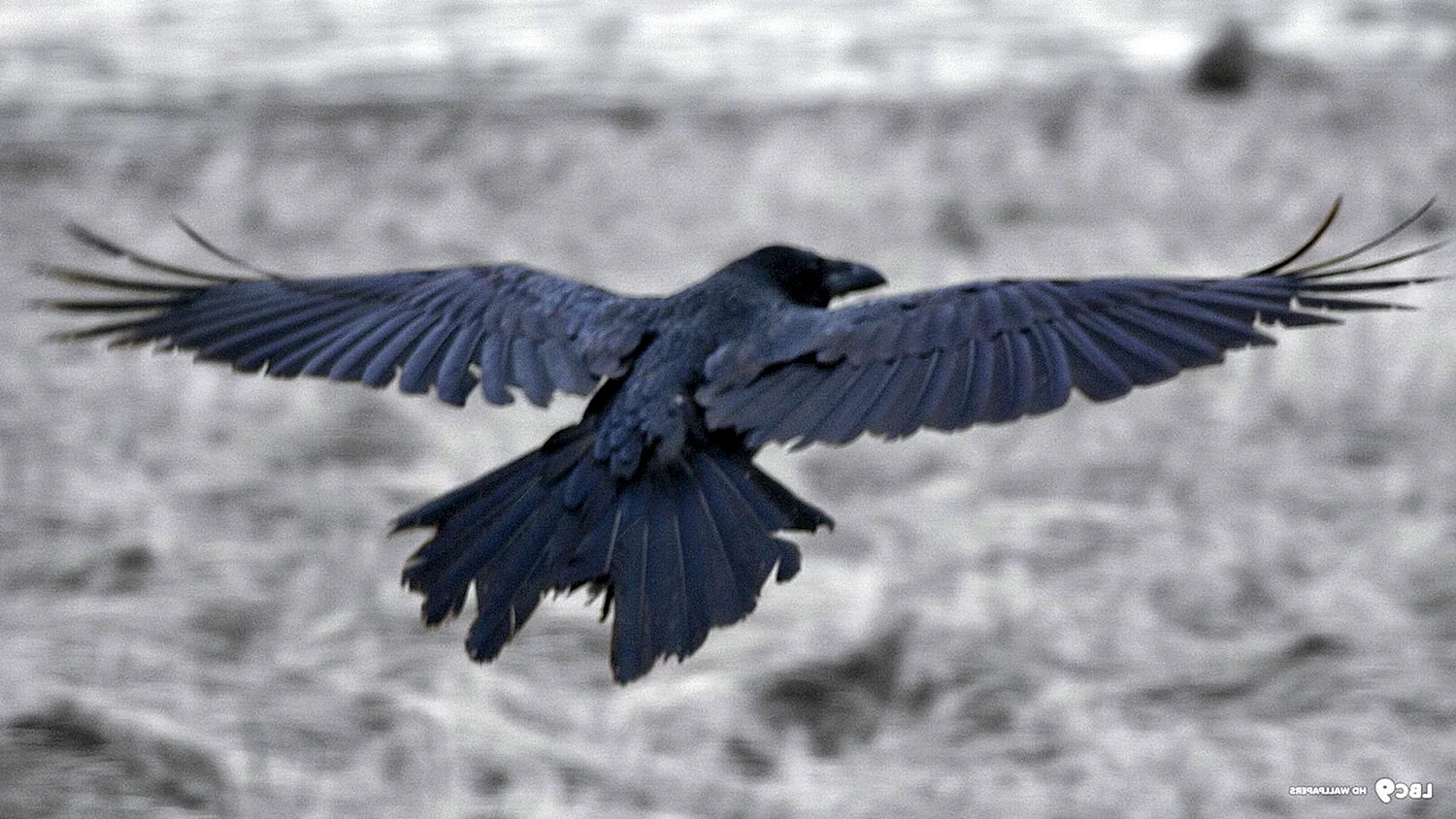 Ворона в полете