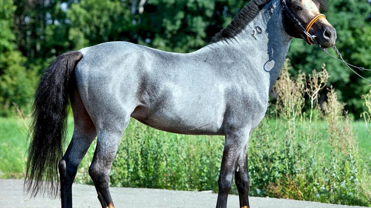 Вороно Чалая лошадь