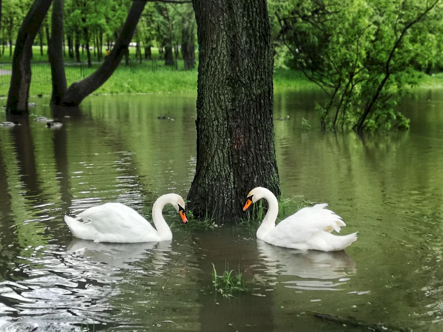 Воронцовский парк в Москве лебеди