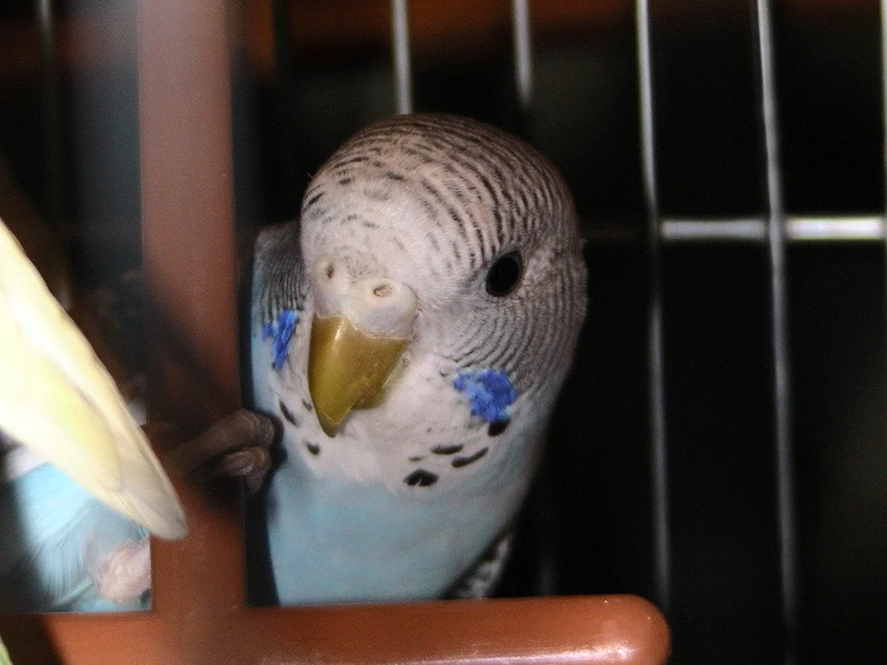 Восковица самки волнистого попугая