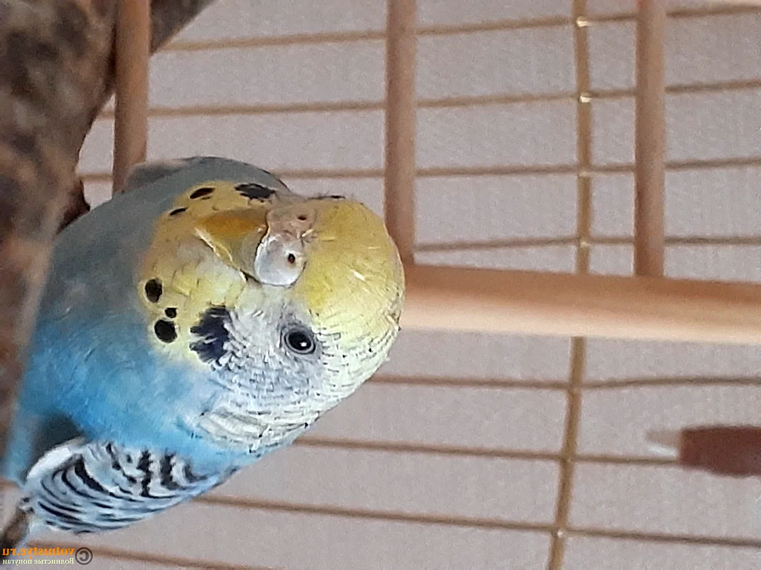Восковица у волнистых попугаев пол