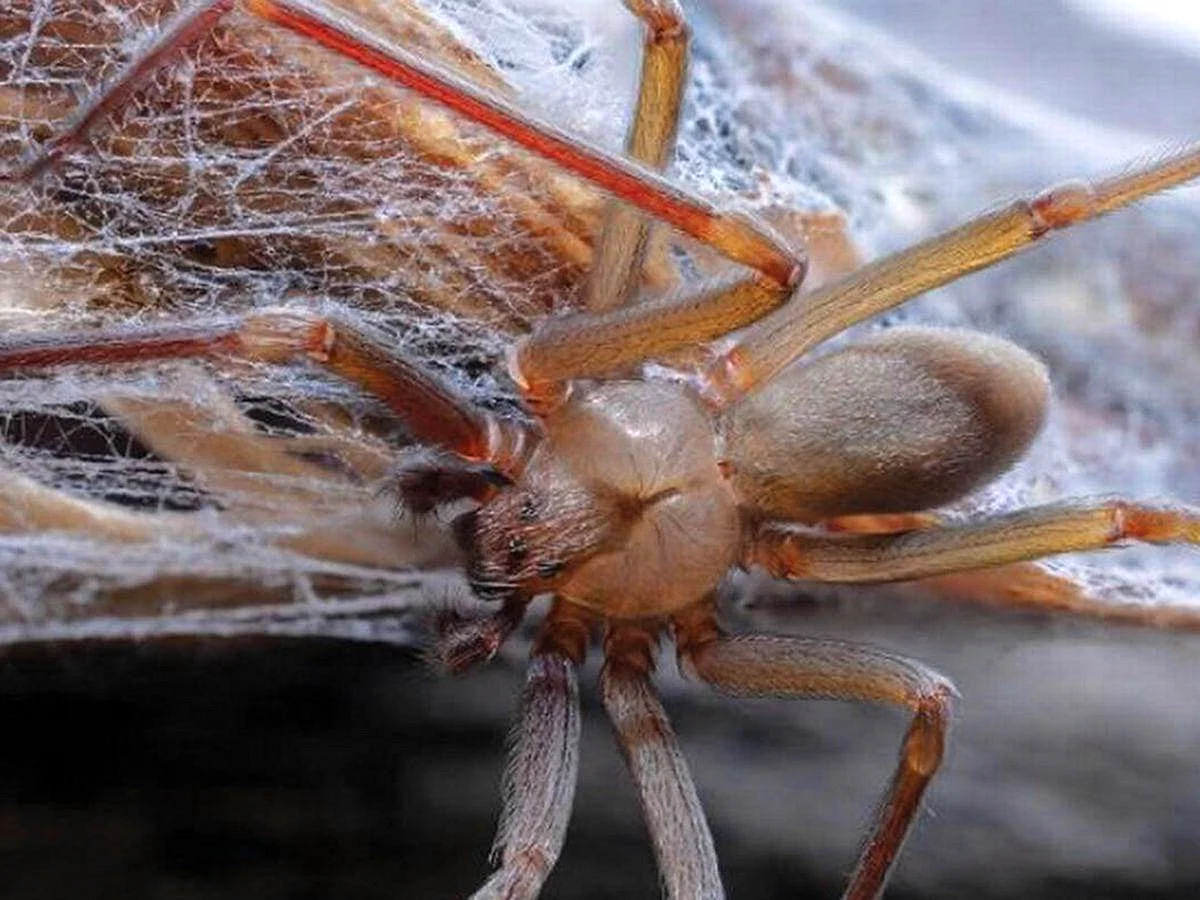 Восьмиточечный крабовый паук
