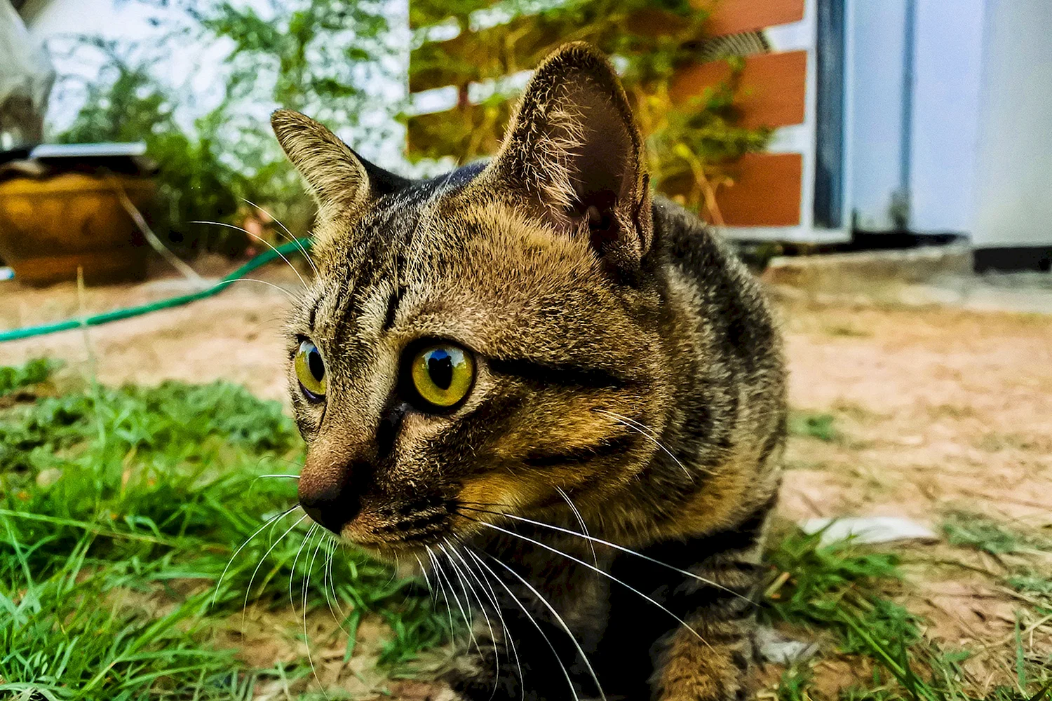 Восточная полосатая кошка