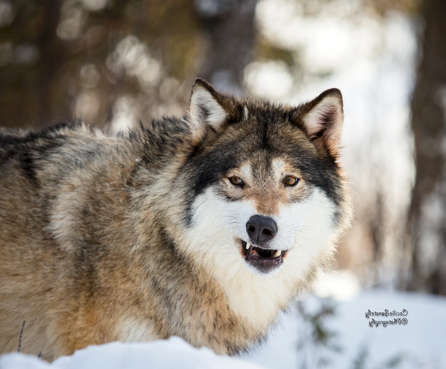 Восточно Сибирский волк