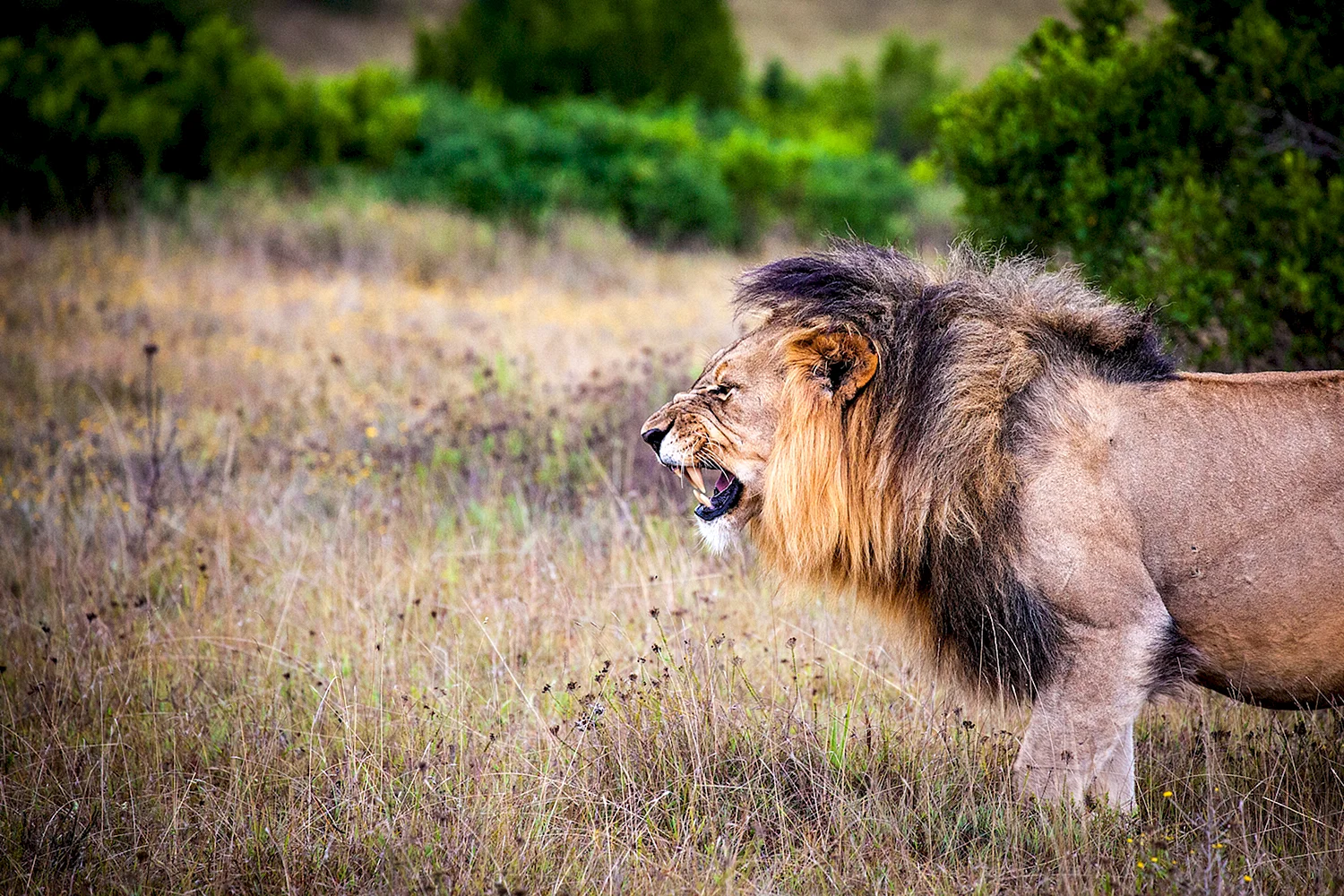 Восточноафриканский Лев