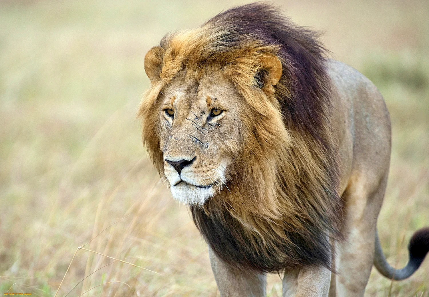 Восточноафриканский Лев