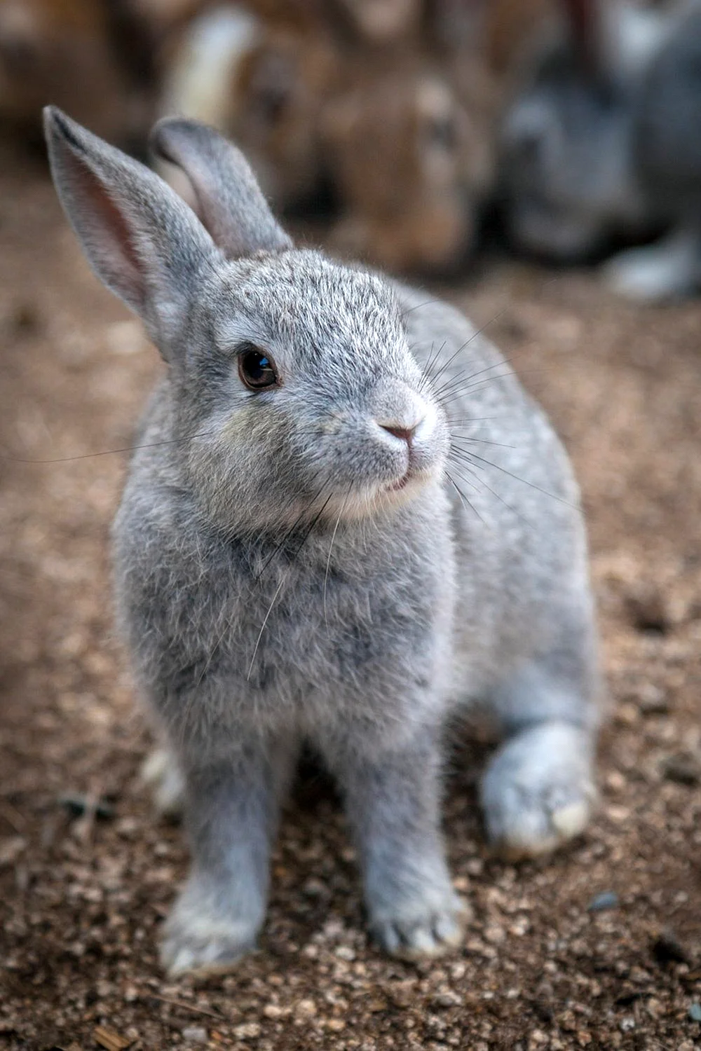 Вуалево серебристый кролик