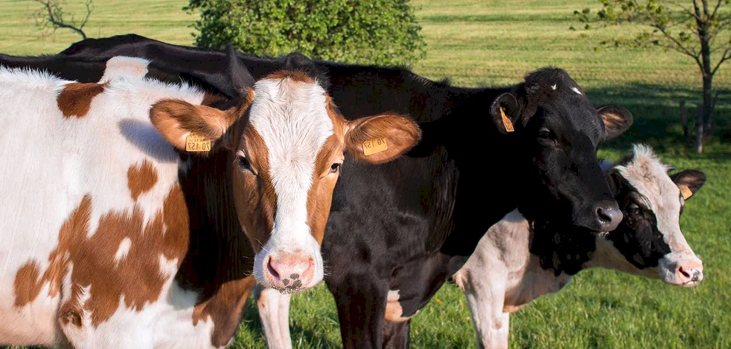 Высокопродуктивные коровы