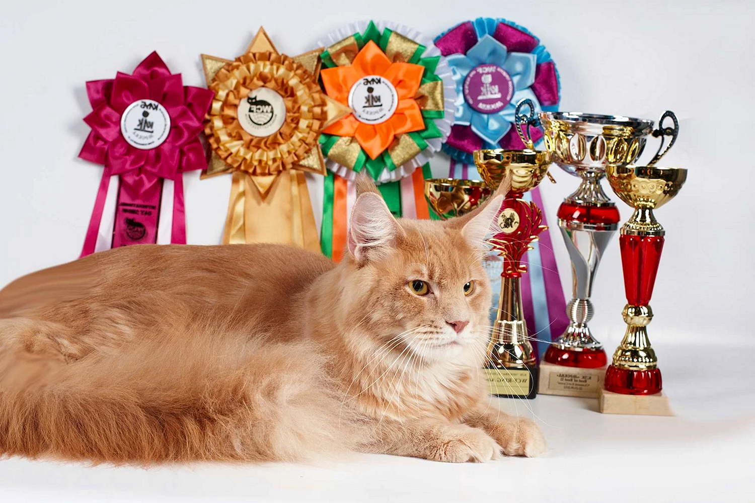 Выставка кошек Мейн кун в Москве