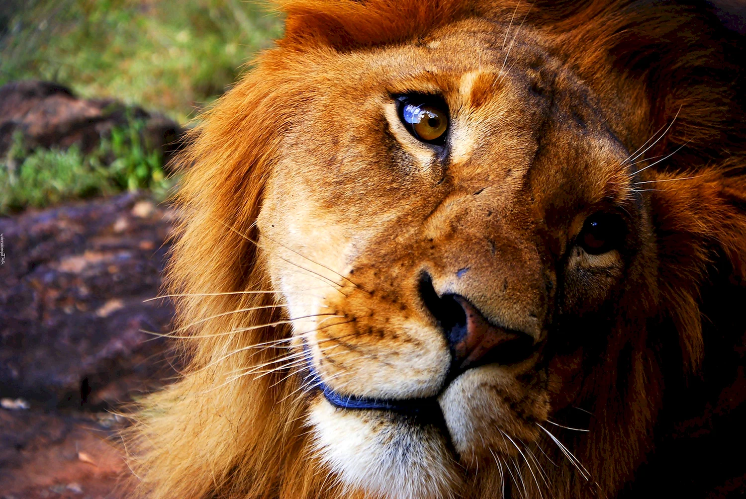 Взгляд Льва фото