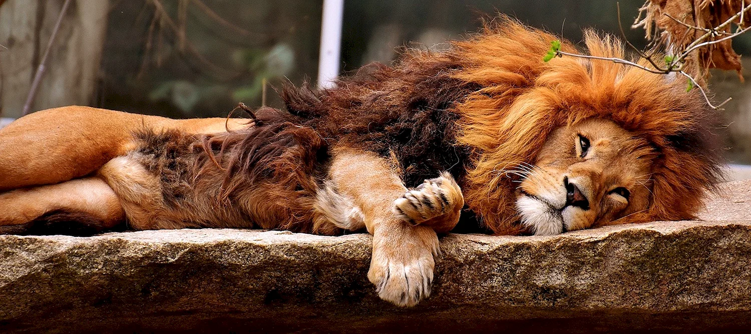 Взрослый Лев спит