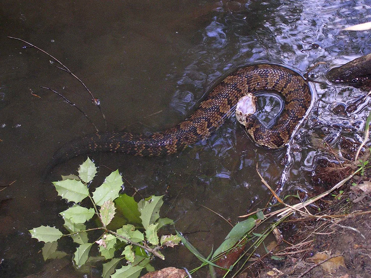 Water Moccasin змея